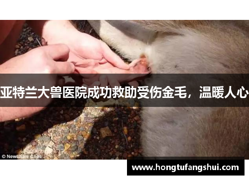亚特兰大兽医院成功救助受伤金毛，温暖人心